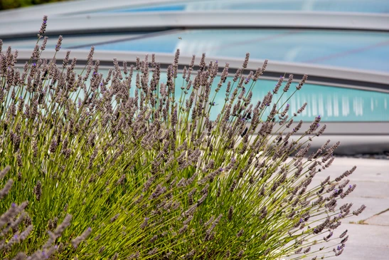 Jardin paysager avec massif de lavande en fleurs violettes au premier plan, piscine à débordement avec margelles en pierre naturelle claire en arrière-plan